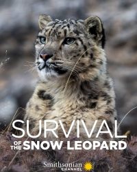 Phim Survival Of The Snow Leopard data-eio=