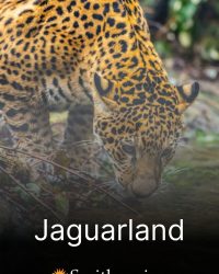 Jaguarland