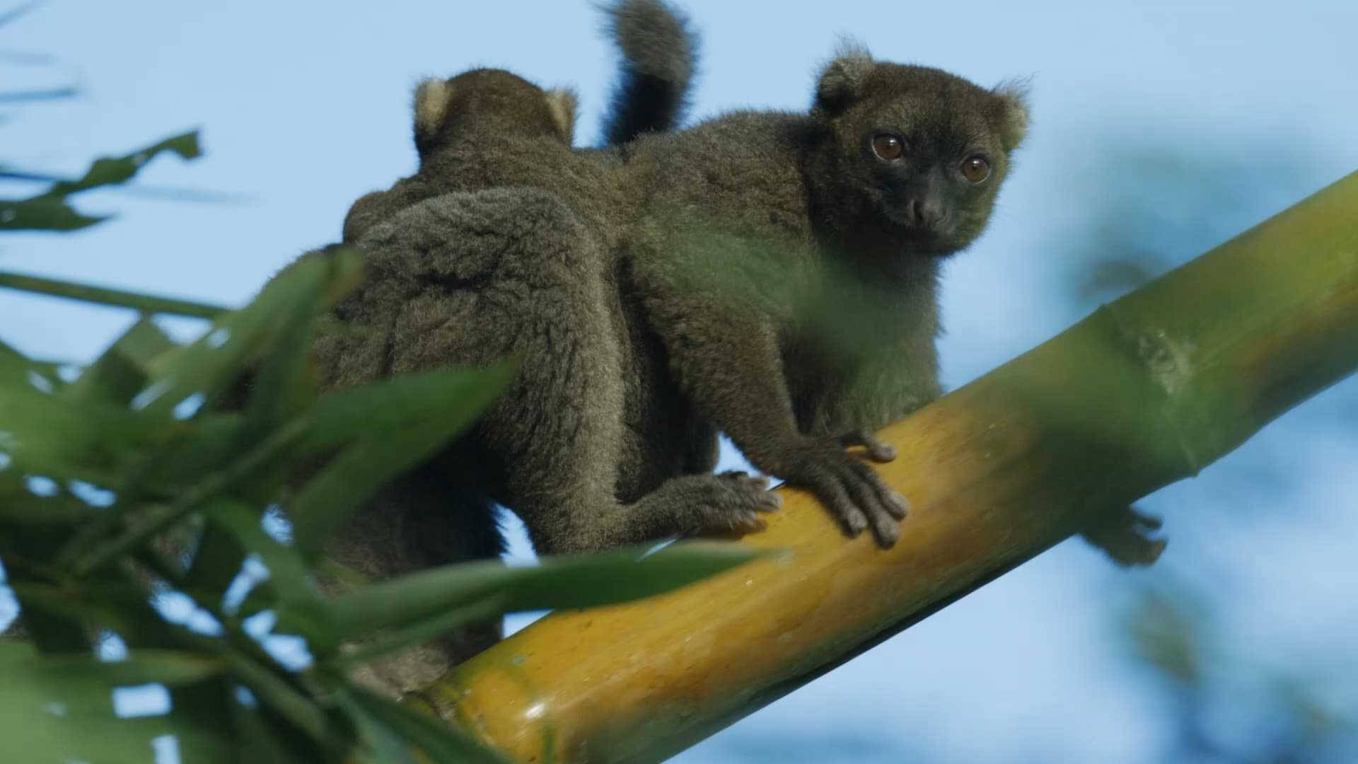 Phim Madagascar: Africa’s Galapagos